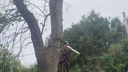 Land Clearing and Tree Cutting in Katy, TX