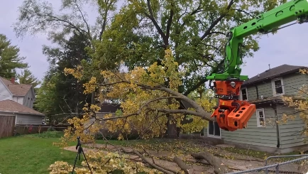 Tree Trimming and Pruning in Katy, TX