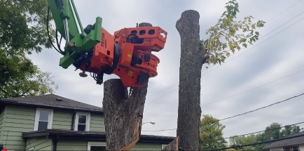 Stump ready for grinding after tree removal in Katy, TX