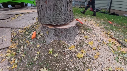HOA and Subdivision Tree Service in Katy, TX