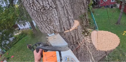 Emergency Storm and Tree Service in Katy, TX