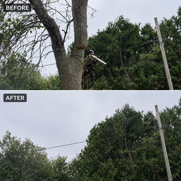 Before and after tree trimming result in Katy, TX