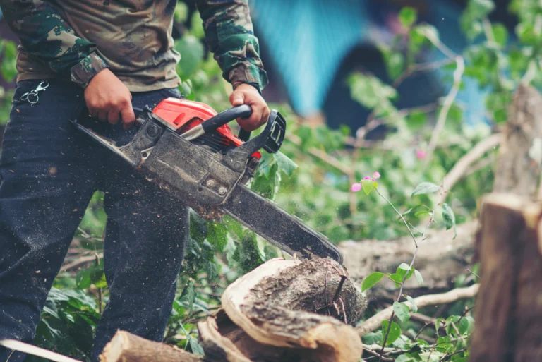Hurricane Season Tree Prep Checklist for Katy, TX Homeowners