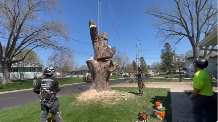 Tree removal crew cutting down the final trunk section of a street-side tree in Katy, TX